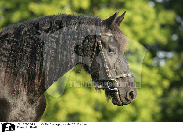 Friese im Profil / friesian Profil / RR-06451