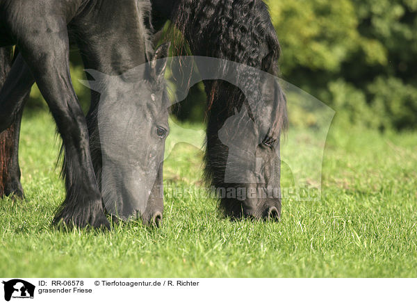 grasender Friese / grazing friesian horse / RR-06578