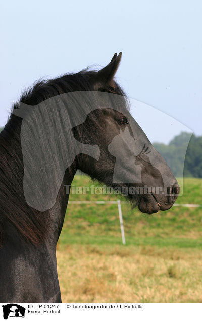 Friese Portrait / Friesian Portrait / IP-01247