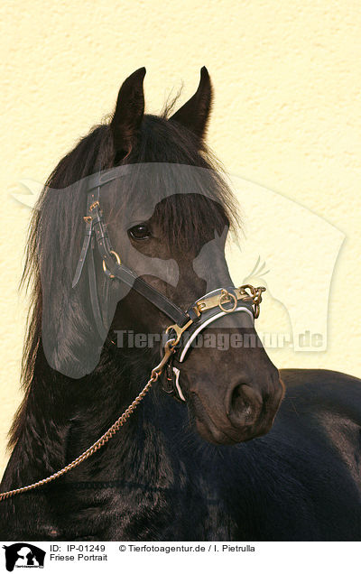 Friese Portrait / Friesian Portrait / IP-01249