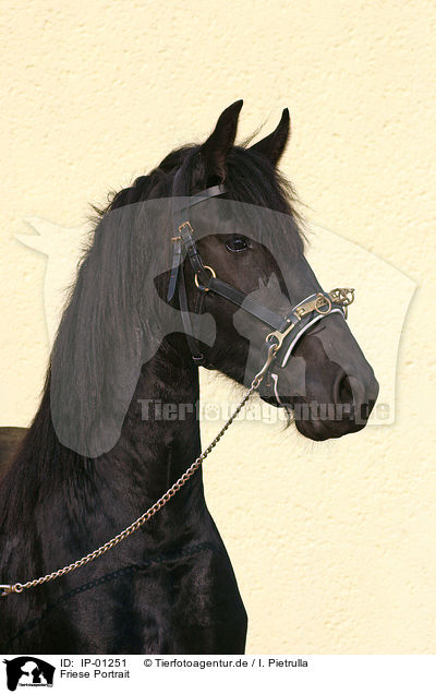 Friese Portrait / Friesian Portrait / IP-01251