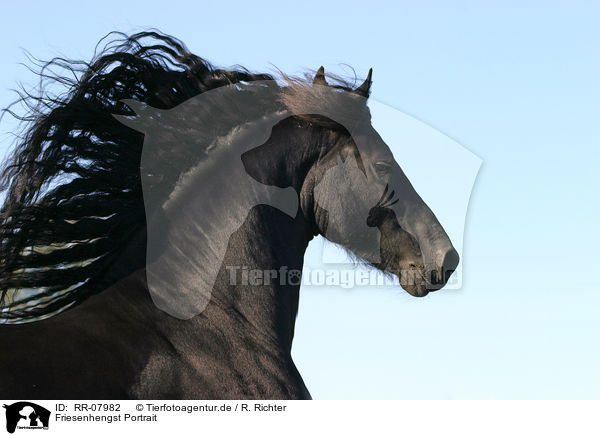 Friesenhengst Portrait / Friesian Horse stallion / RR-07982
