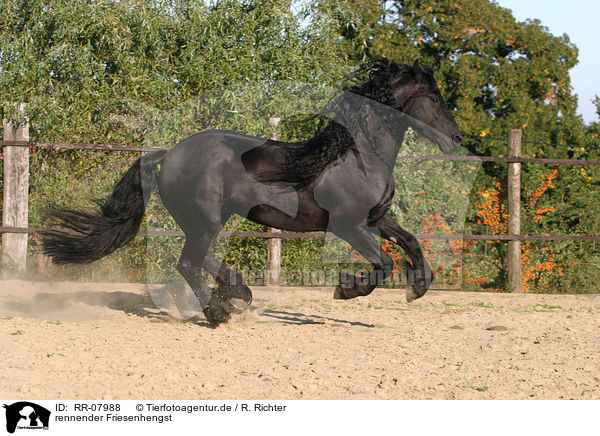 rennender Friesenhengst / running Friesian stallion / RR-07988