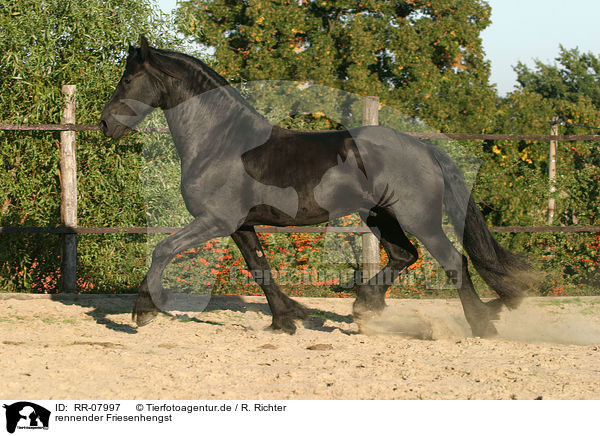 rennender Friesenhengst / running Friesian stallion / RR-07997