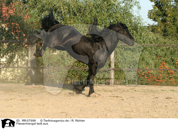 Friesenhengst keilt aus / kicking Friesian stallion / RR-07998