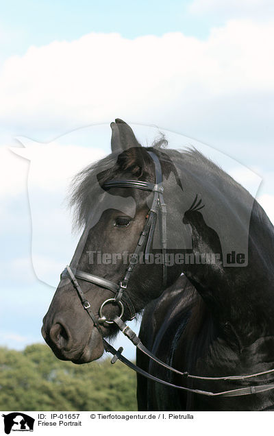 Friese Portrait / friesian horse portrait / IP-01657