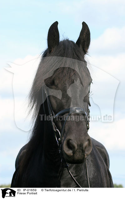 Friese Portrait / friesian horse portrait / IP-01659