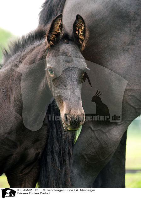 Friesen Fohlen Portrait / Friesian foal / AM-01073