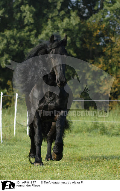 rennender Friese / running Friesian Horse / AP-01877