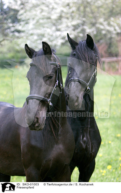 Friesenpferd / friesian horse / SKO-01003