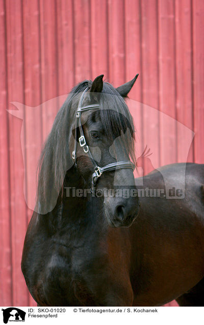 Friesenpferd / friesian horse / SKO-01020