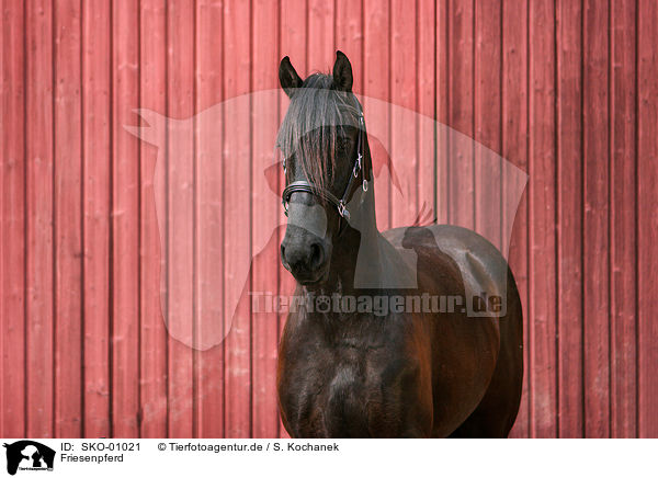 Friesenpferd / friesian horse / SKO-01021