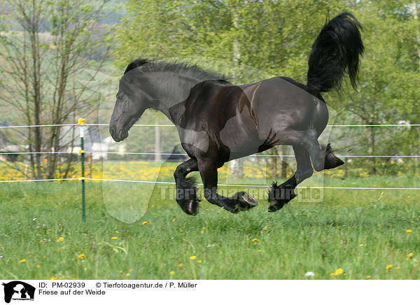Friese auf der Weide / Friesian Horse on meadow / PM-02939