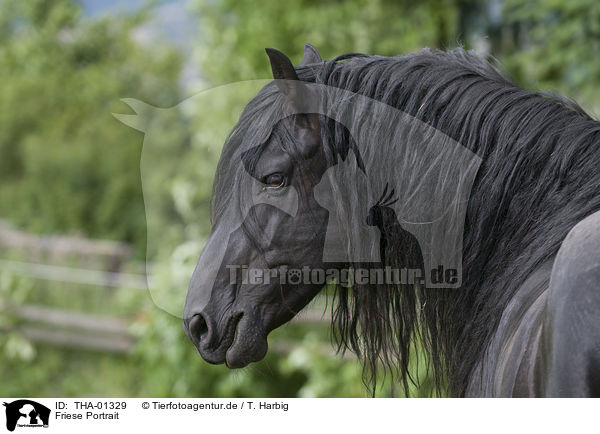 Friese Portrait / Friesian horse portrait / THA-01329