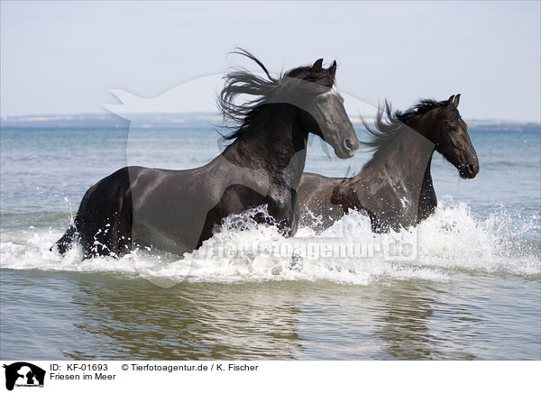 Friesen im Meer / Friesians in the ocean / KF-01693