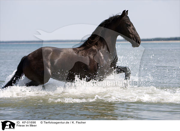 Friese im Meer / Friesian in the ocean / KF-01696