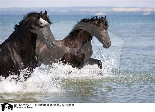 Friesen im Meer / Friesians in the ocean / KF-01697