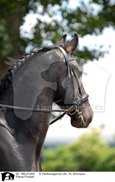 Friese Portrait / frisian horse portrait / NS-01065