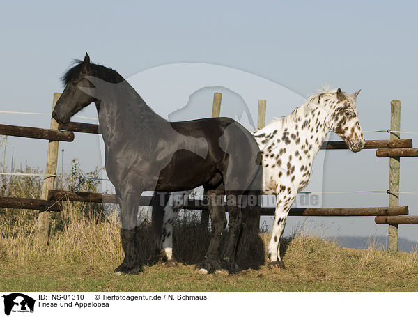 Friese und Appaloosa / Frisian and Appaloosa / NS-01310