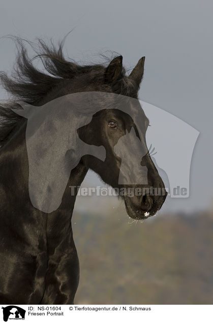 Friesen Portrait / friesian horse portrait / NS-01604