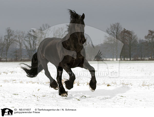 galoppierender Friese / galloping friesian horse / NS-01607