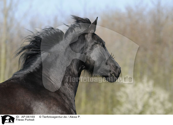 Friese Portrait / Friesian horse portrait / AP-06169