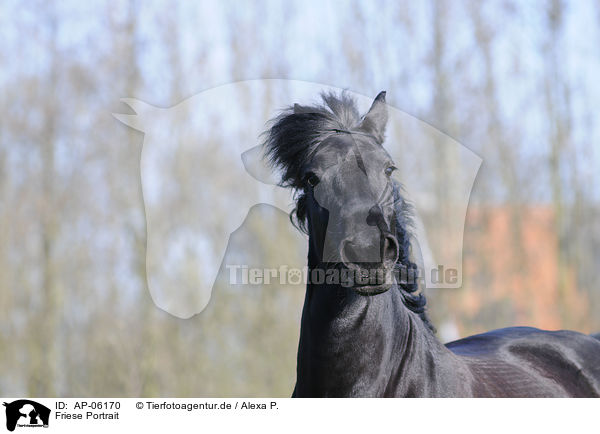 Friese Portrait / Friesian horse portrait / AP-06170