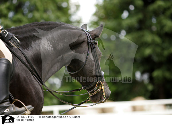 Friese Portrait / Friesian horse portrait / KL-04109