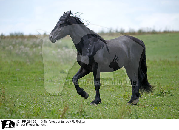 junger Friesenhengst / young Friesian horse stallion / RR-29165