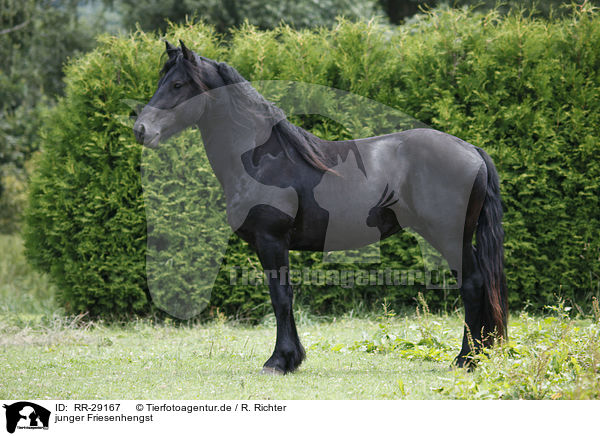 junger Friesenhengst / young Friesian horse stallion / RR-29167