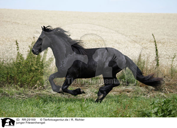 junger Friesenhengst / young Friesian horse stallion / RR-29169