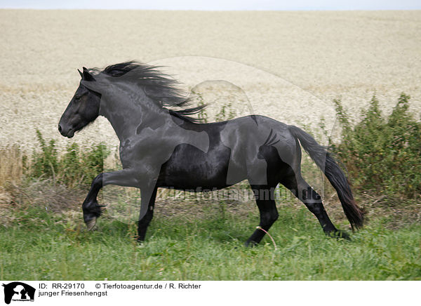 junger Friesenhengst / young Friesian horse stallion / RR-29170