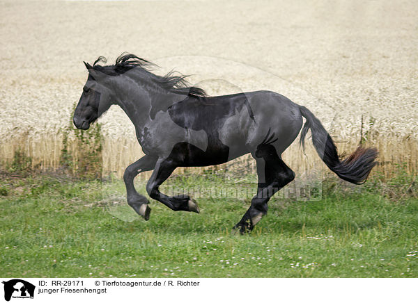 junger Friesenhengst / young Friesian horse stallion / RR-29171