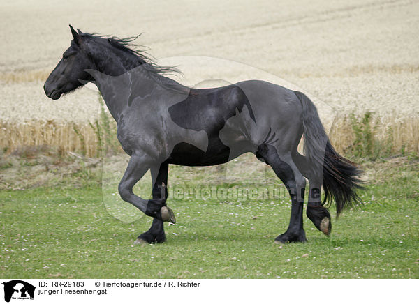 junger Friesenhengst / young Friesian horse stallion / RR-29183