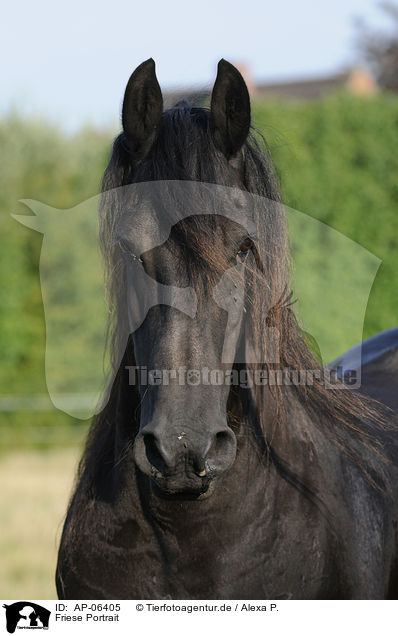 Friese Portrait / Friesian horse portrait / AP-06405