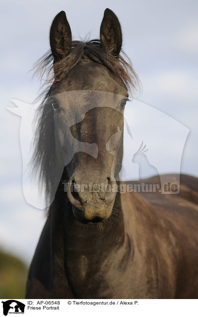Friese Portrait / Friesian horse portrait / AP-06548