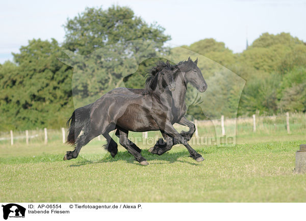 trabende Friesem / trotting Friesian horses / AP-06554