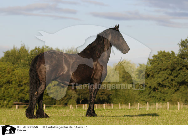 Friese / Friesian horse / AP-06556
