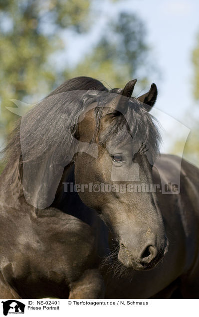 Friese Portrait / Frisian horse portrait / NS-02401