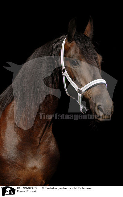 Friese Portrait / Frisian horse portrait / NS-02402