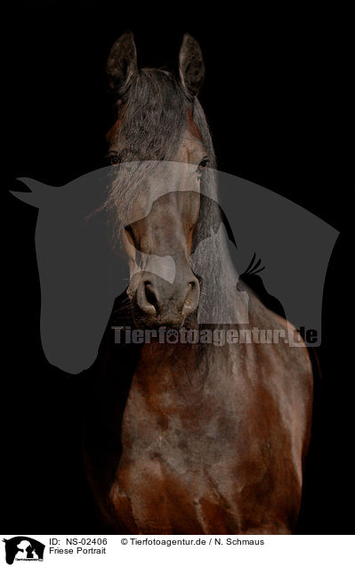 Friese Portrait / Frisian horse portrait / NS-02406