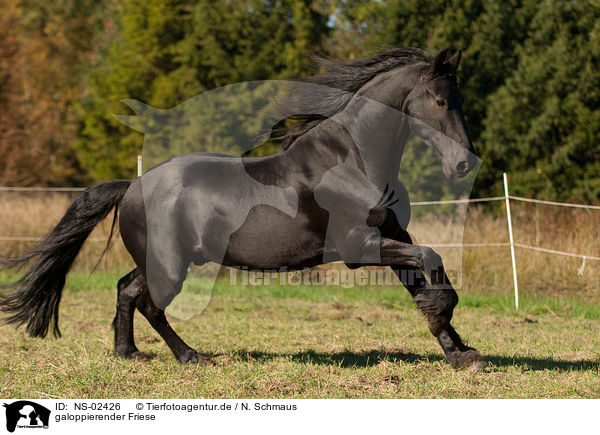 galoppierender Friese / galloping Friesian horse / NS-02426