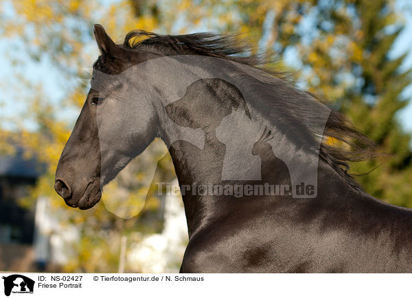 Friese Portrait / Friesian horse portrait / NS-02427