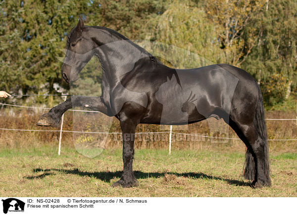 Friese mit spanischem Schritt / Friesian horse / NS-02428