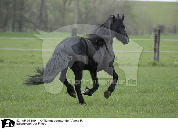 galoppierender Friese / galloping Frisian horse / AP-07399