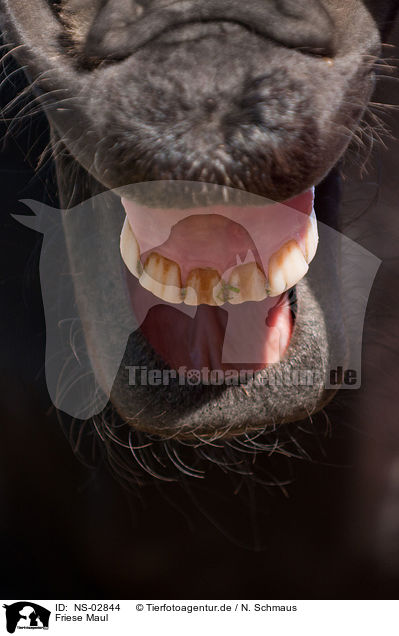 Friese Maul / Friesian horse mouth / NS-02844