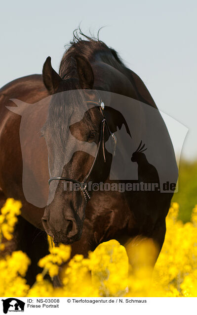 Friese Portrait / Friesian horse portrait / NS-03008