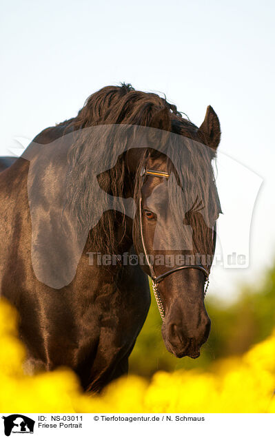 Friese Portrait / Friesian horse portrait / NS-03011