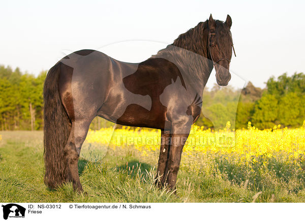 Friese / Friesian horse / NS-03012