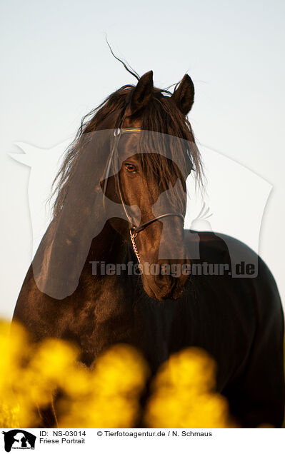 Friese Portrait / Friesian horse portrait / NS-03014